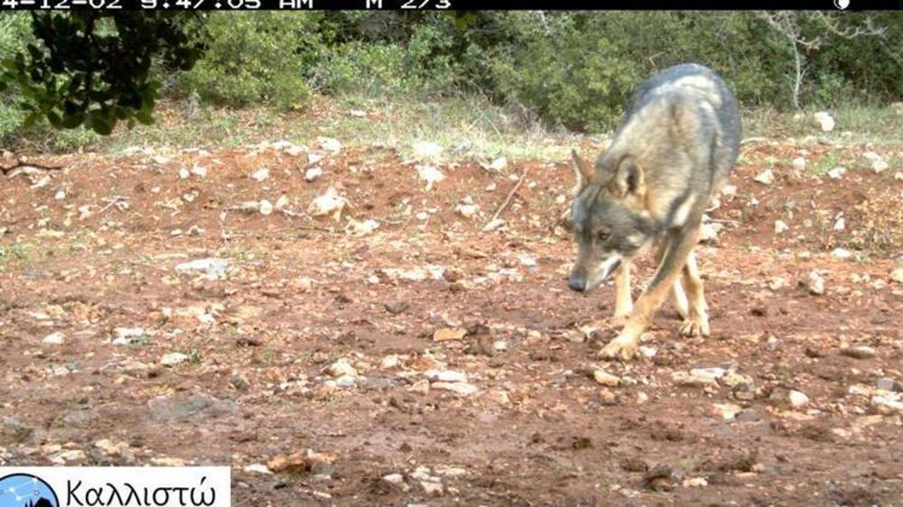 Image issue d’une caméra de surveillance de l’organisation environnementale Kallisto, en Grèce. © Kallisto 